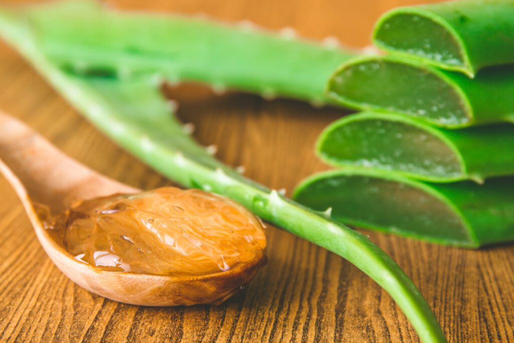 Herbs and Their Uses Aloe Vera