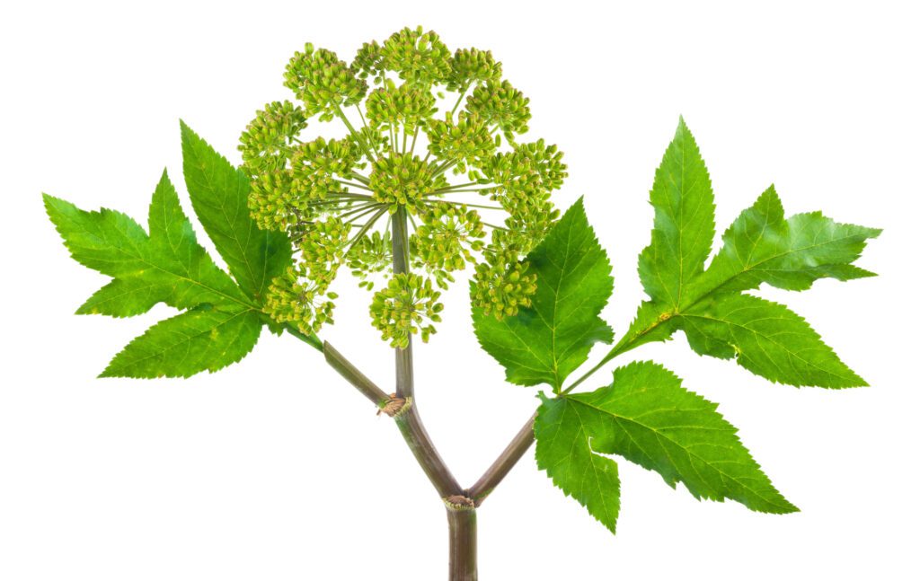 Herbs and Their Uses Angelica Plant