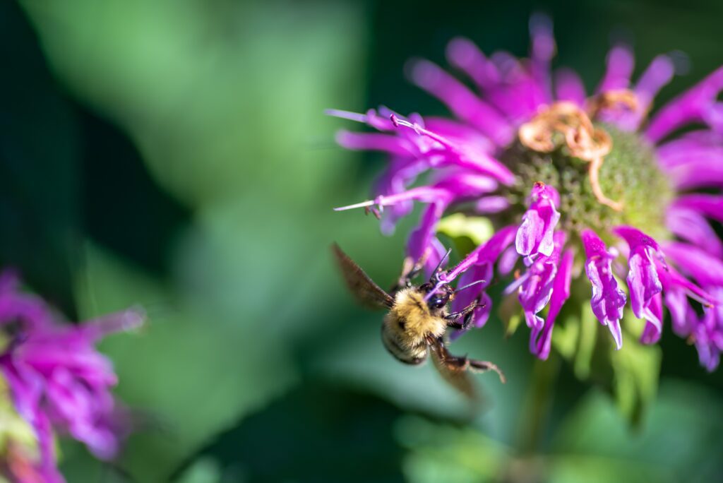 bee balm monarda Herbs and Their Uses