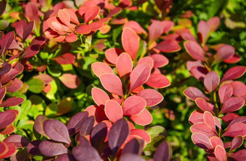 Herbs and Their Uses brberry