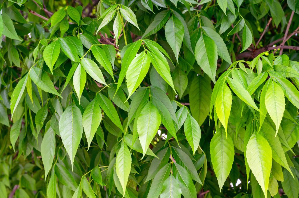 Herbs and Their Uses Ash tree 