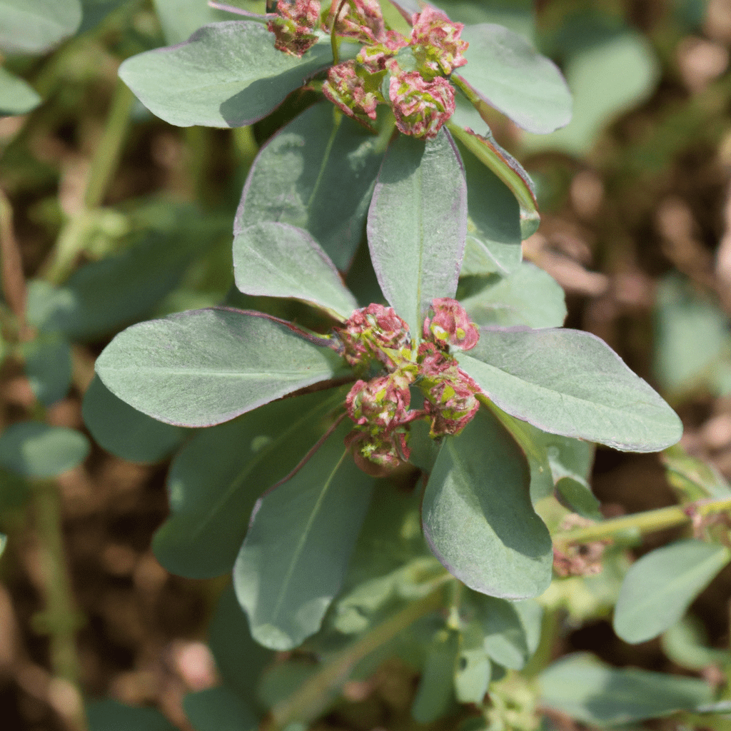 Herbs and Their Uses