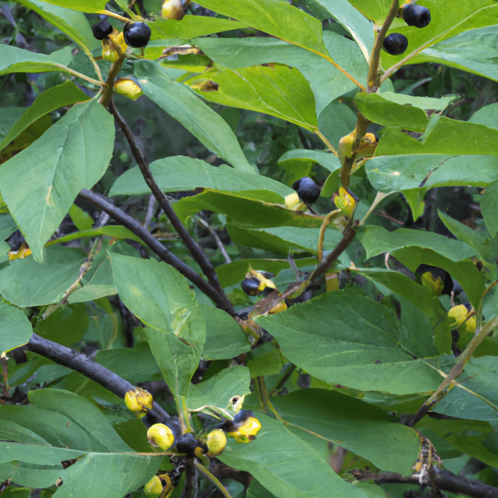 Herbs and Their Uses Alder Buckthorn