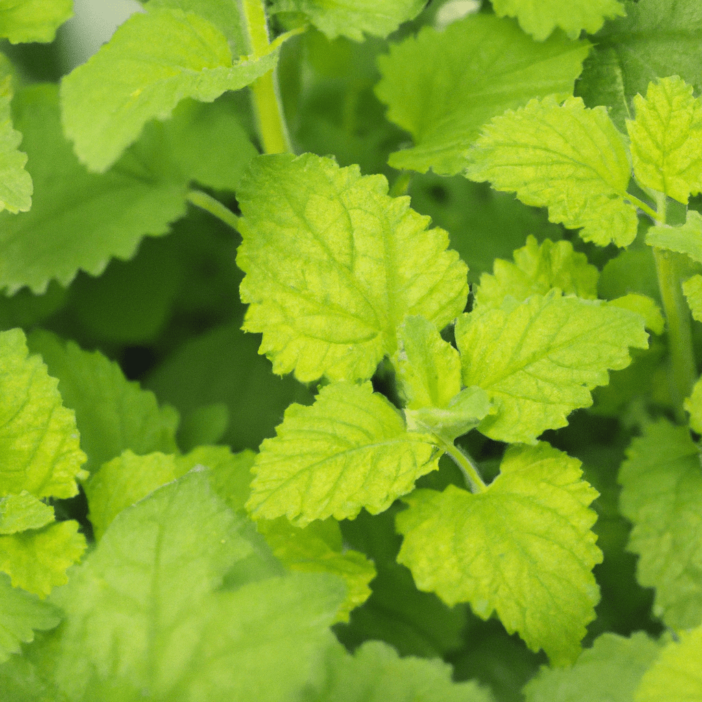 Herbs for Relaxation lemon balm